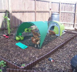Grün Eglu hühnerstall mit auslauf, schattenspender und 3 hühnern auf holzschnitzeln