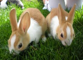 2 meiner holländischen Kaninchenbabys