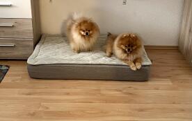 Tolles Bett