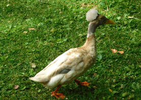 Crested Duck gesehen in einem öffentlichen Park in Sacramento, Kalifornien.