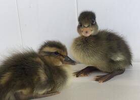 2 Tage alte Forellenläufer-Enten