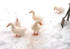 5 enten im garten mit Snow