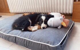 Hund liegt auf Omlet Fido hundebett