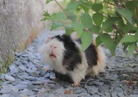 Meerschweinchen