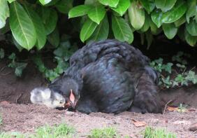 Huhn und küken