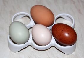 Eier von Ex Batterie Henne (oben), Creme Legbar, Lachs Faverolles und schwarzen Kupfer Marans