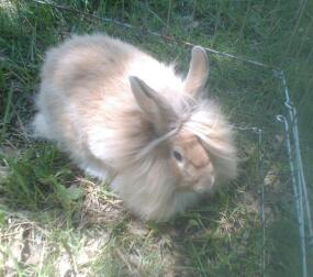 schöne Buff Farbe Lionhead Buck