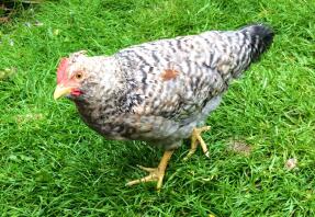 Creme Legbar Pullet