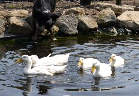 Entenküken wuchsen jetzt schnell in ihrem eigenen Teich