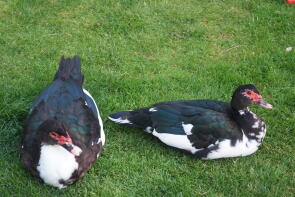 Muscovy-Paar