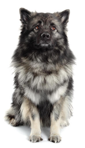 Wolf spitz deals dog