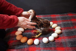 Ein kleines aracuna-huhn auf einer decke, umgeben von eiern