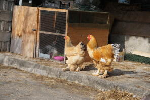 Zwei hühner in einem garten mit einem großen hühnerstall aus holz