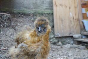Huhn im auslauf