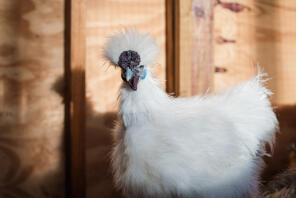 Ein weißes seidenhuhn mit schönem gefieder.