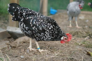 Ein prächtiges ancona-huhn, das in der erde herumhackt.