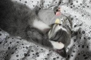 Katze schläft mit spielzeug