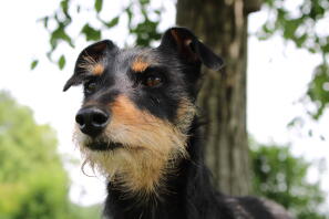 Ein hund, der sich im park umsieht.
