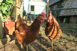 Hühner im garten mit Omlet Eglu Cube großer hühnerstall im hintergrund