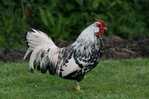 Silber Spangled Cockerel