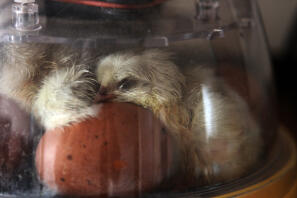 Neu geschlüpfte Spalsh Marans trocknen im Inkubator aus