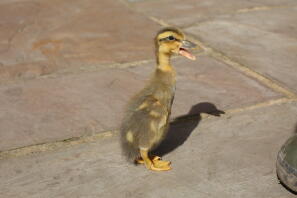 Baby Läufer