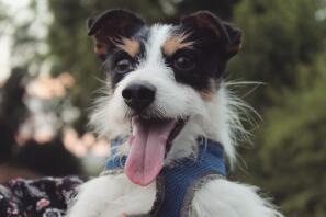 Toby ist ein langhaariger dreifarbiger Jack Russel Terrier