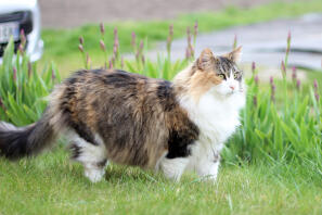 Eine braune, schwarz-weiße katze stand in einem garten