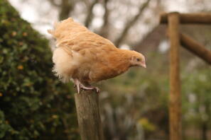 Buffy, der junge Buff Orpington