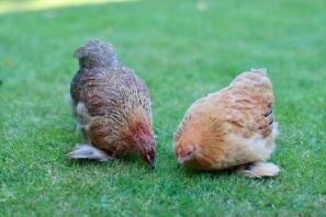 Henny & Penny das Pekin-Paar.