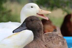 Genießen Sie die frische Luft mit einer Campbell-Ente