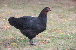 Huhn im garten