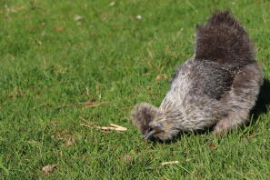 Huhn im garten