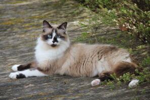 Ragdoll katze liegend