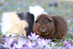 Ein rex-cochon-meerschweinchen.