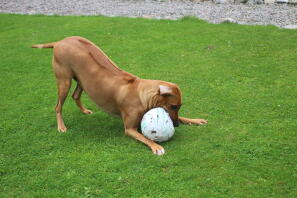 Verrückter Hund