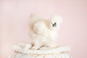 Unsere Silkie Henne Bluebelle