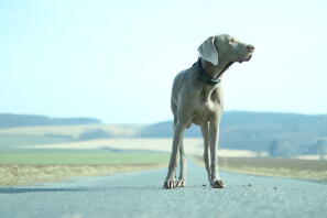 Weimaraner