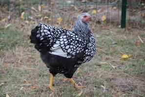 Huhn im garten