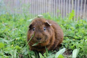 Meerschweinchen im auslauf