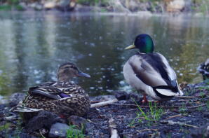 Zwei stockenten sitzen am wasser