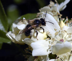 Ich liebe Bienen