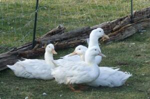 Aylesbury Enten