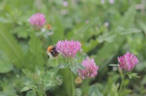 Eine hübsche blume, die von bienen bestäubt wird.