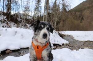 Hund mit hundegeschirr in Snow
