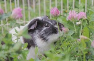 Ein meerschweinchenfoto, umgeben von vielen schönen blumen.
