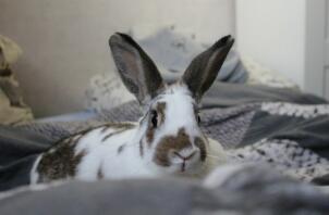 Kaninchen auf dem bett liegend