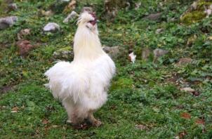 Ein weißes, flauschiges huhn im gras
