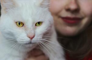 Eine weiße katze mit gelben augen, die von einer frau gehalten wird