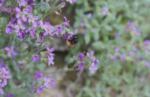 Biene auf blüte